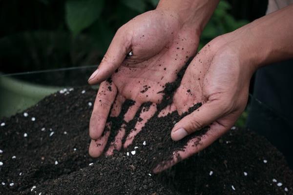 万年青的分株方法，选择春季或秋季进行