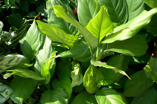 万年青的分株方法，选择春季或秋季进行