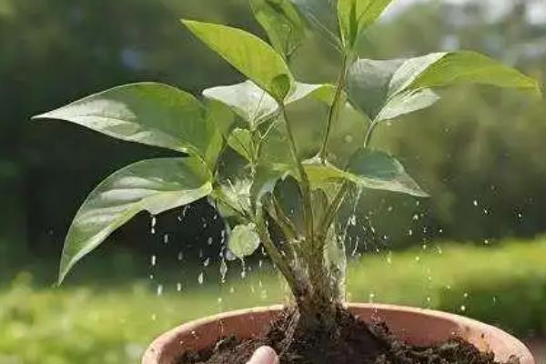 万年青的分株方法，选择春季或秋季进行