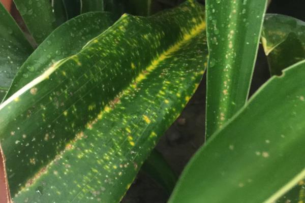 万年青的病虫害防治方法，不同病害的防治方法不同