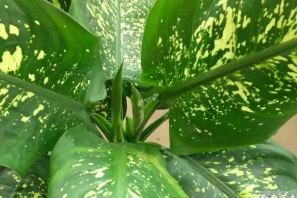 万年青的病虫害防治方法，不同病害的防治方法不同