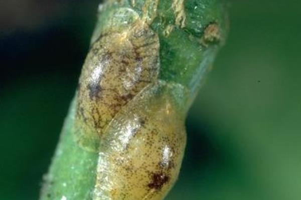 万年青的病虫害防治方法，不同病害的防治方法不同