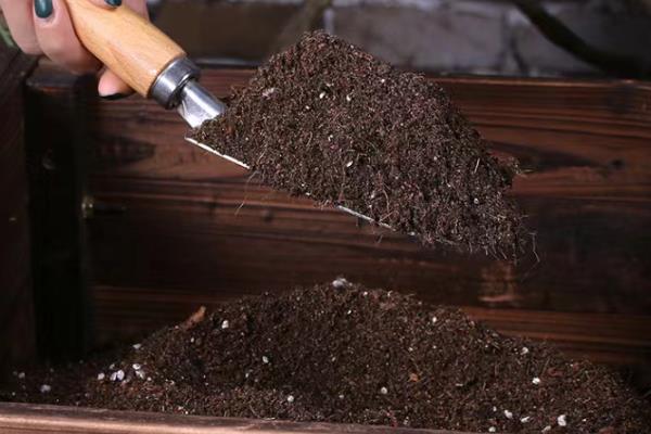 万年青的病虫害防治方法，不同病害的防治方法不同