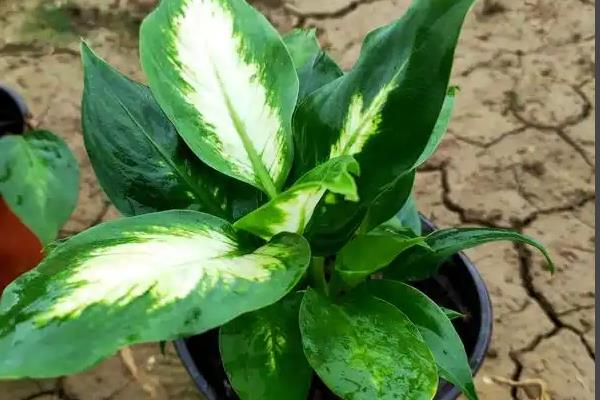 万年青的病虫害防治方法，不同病害的防治方法不同