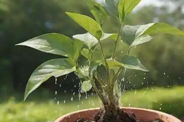 万年青的病虫害防治方法，不同病害的防治方法不同