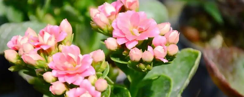 长寿花叶子发黄如何处理，过度浇水需放在通风处蒸发水分