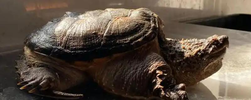 纯佛鳄龟与杂佛鳄龟有什么区别，前者背甲呈长椭圆形、后者背甲呈扇形