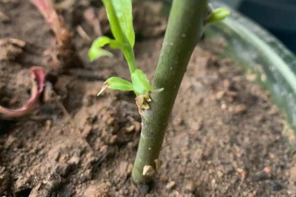 柳树的种植方法，在每年的4月份种植