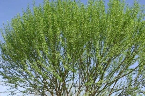 柳树的种植方法，在每年的4月份种植
