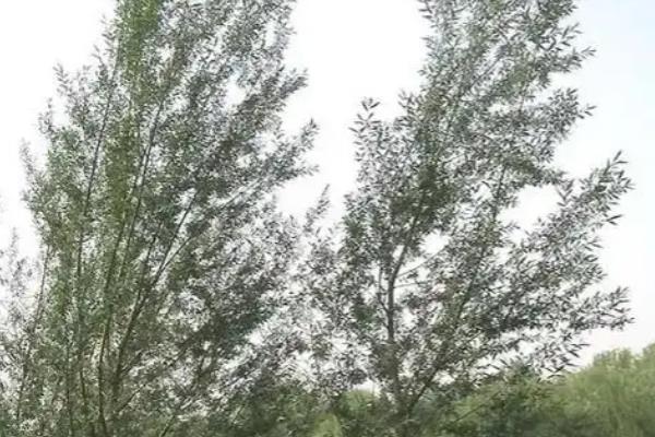 柳树的种植方法，在每年的4月份种植