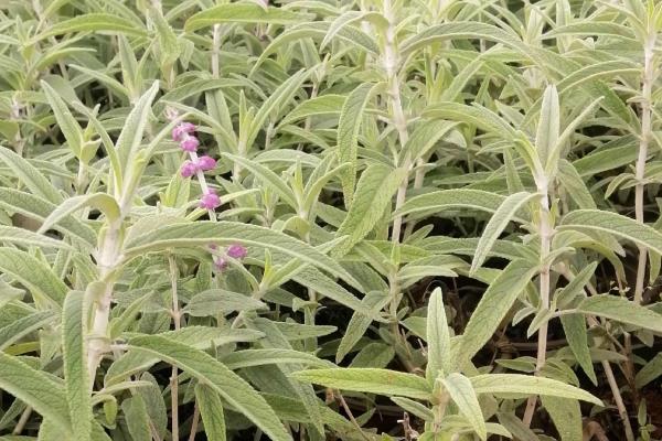 柳树的种植方法，在每年的4月份种植