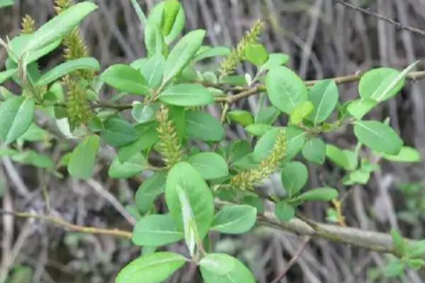 柳树的种植方法，在每年的4月份种植