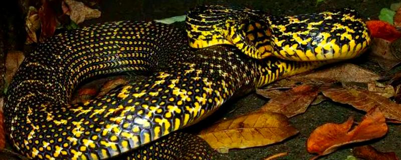 大王蛇可以长到几斤，体大者可达到5-10公斤以上