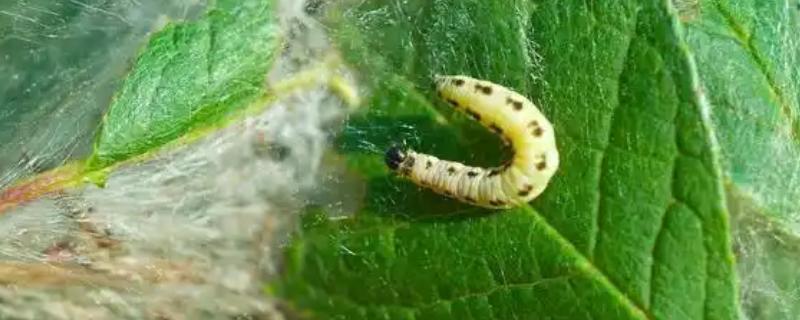 棉铃虫何时防治，集中在5月份