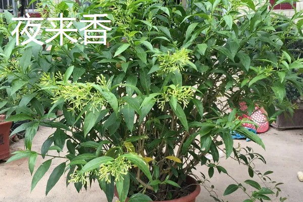 夜来香含羞草有没有毒，都是含有毒性的植物
