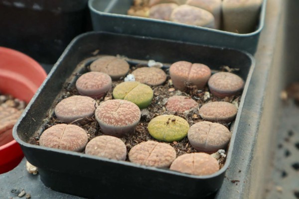 生石花晒皱可以缓过来吗，特别严重会直接死亡