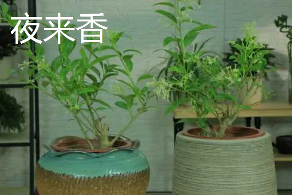 夜来香含羞草有没有毒，都是含有毒性的植物