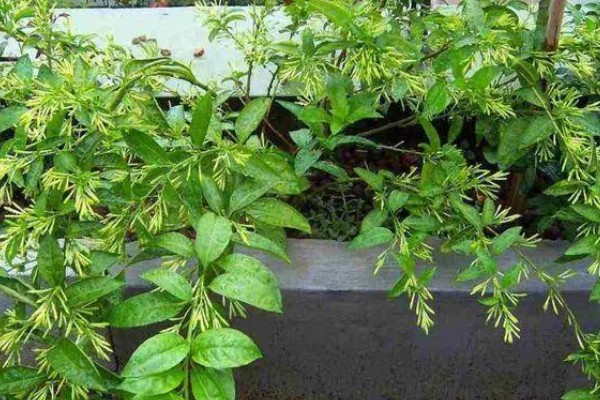 夜来香含羞草有没有毒，都是含有毒性的植物