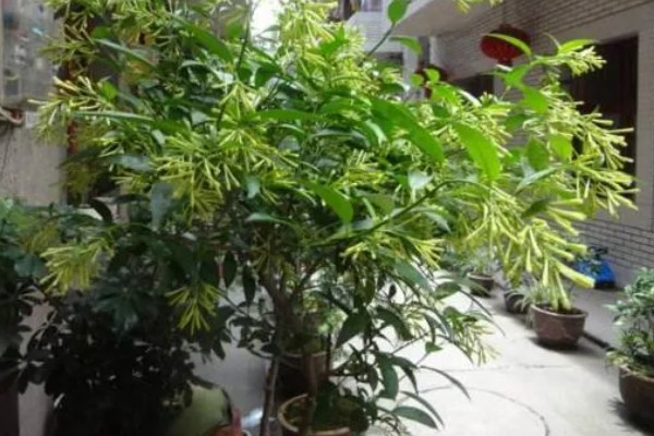 夜来香含羞草有没有毒，都是含有毒性的植物