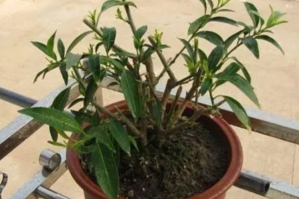 夜来香含羞草有没有毒，都是含有毒性的植物