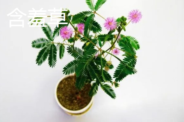 夜来香含羞草有没有毒，都是含有毒性的植物