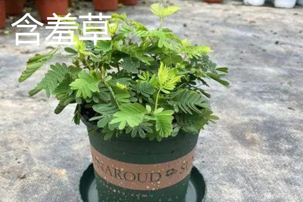 夜来香含羞草有没有毒，都是含有毒性的植物