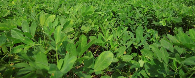 花生病毒病的类型，主要分为以下6种