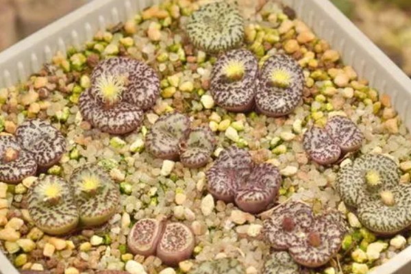 生石花晒皱可以缓过来吗，特别严重会直接死亡