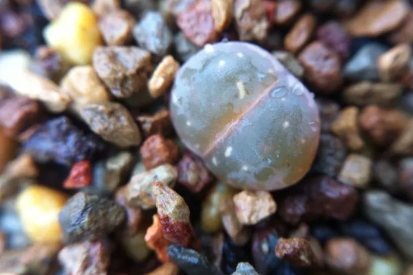 生石花晒皱可以缓过来吗，特别严重会直接死亡