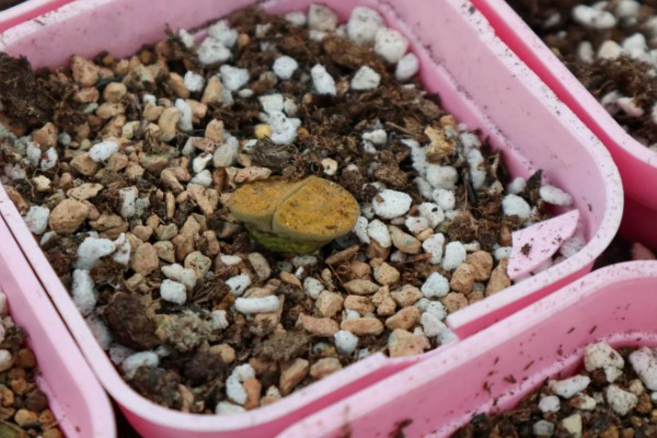 生石花晒皱可以缓过来吗，特别严重会直接死亡