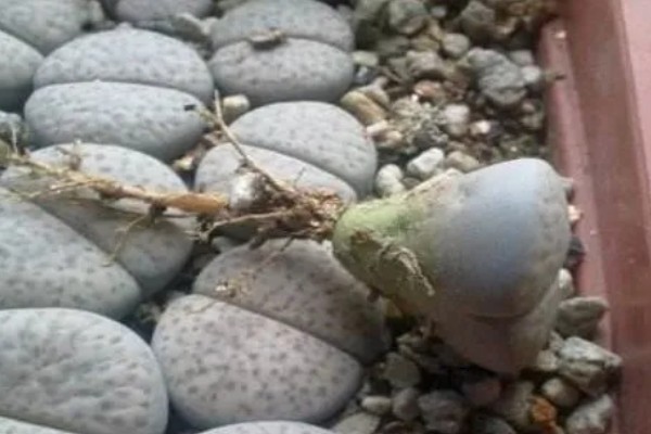 生石花晒皱可以缓过来吗，特别严重会直接死亡