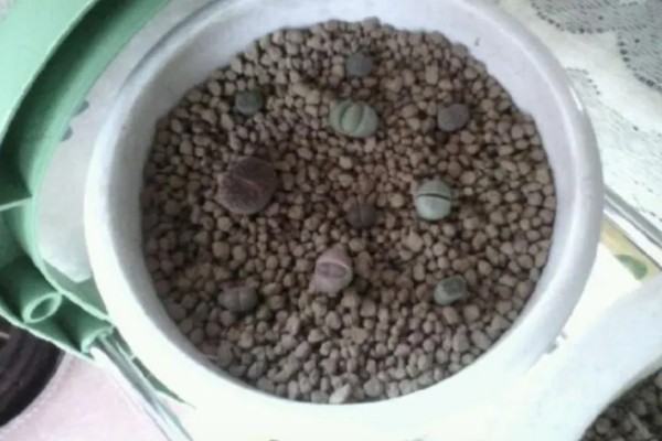 生石花晒皱可以缓过来吗，特别严重会直接死亡