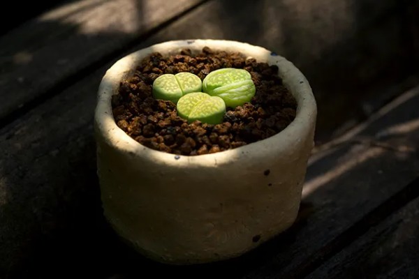 生石花晒皱可以缓过来吗，特别严重会直接死亡