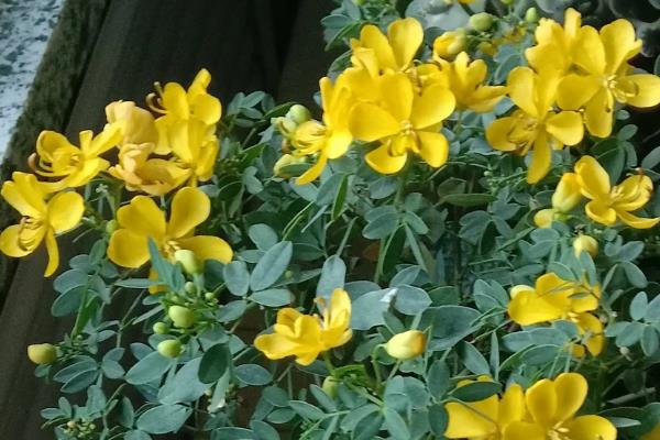 黄金梅盆栽在几月开花，在11月份开花