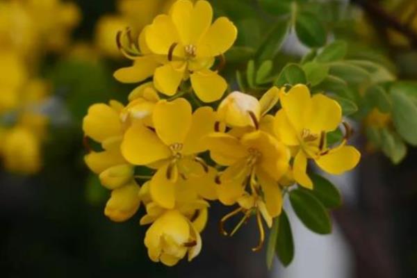 黄金梅盆栽在几月开花，在11月份开花