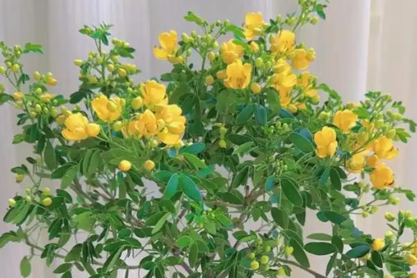 黄金梅盆栽在几月开花，在11月份开花