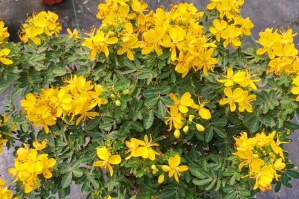 黄金梅盆栽在几月开花，在11月份开花