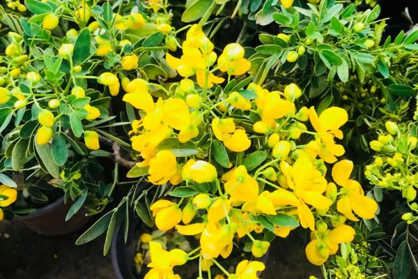 黄金梅盆栽在几月开花，在11月份开花
