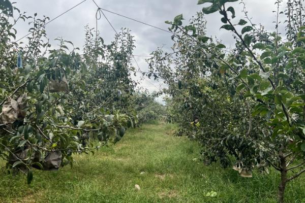 南水梨与秋月梨的区别，前者呈扁圆形、后者略呈扁形
