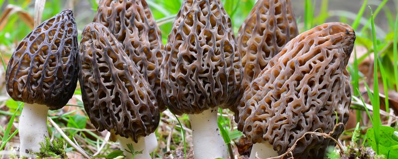 羊肚菌的介绍，菌盖的表面类似球的形状