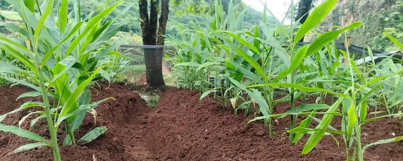 生姜的追肥技术，基肥选择农家肥