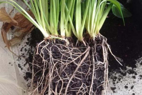 白掌烂根如何处理，剪除烂根换土重栽