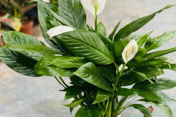 白掌烂根如何处理，剪除烂根换土重栽