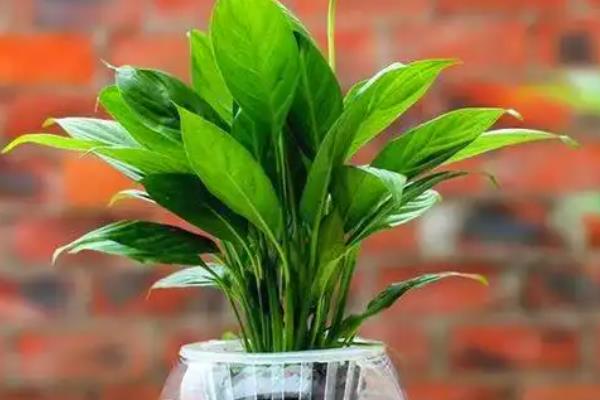 白掌烂根如何处理，剪除烂根换土重栽