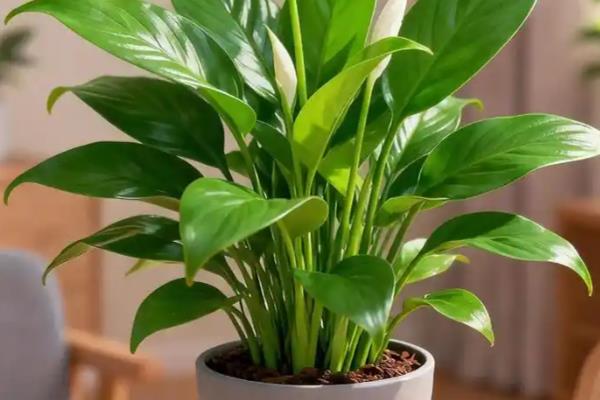 白掌烂根如何处理，剪除烂根换土重栽