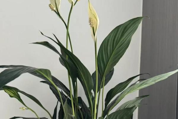 白掌烂根如何处理，剪除烂根换土重栽