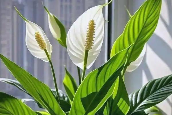 白掌烂根如何处理，剪除烂根换土重栽