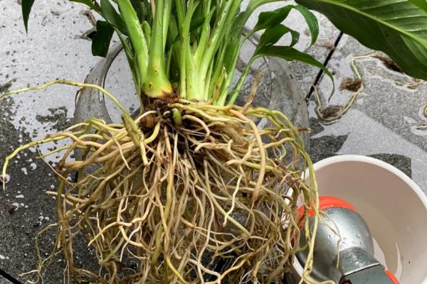 白掌烂根如何处理，剪除烂根换土重栽