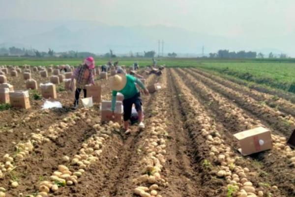 土壤中有什么植物,有花生、土豆等