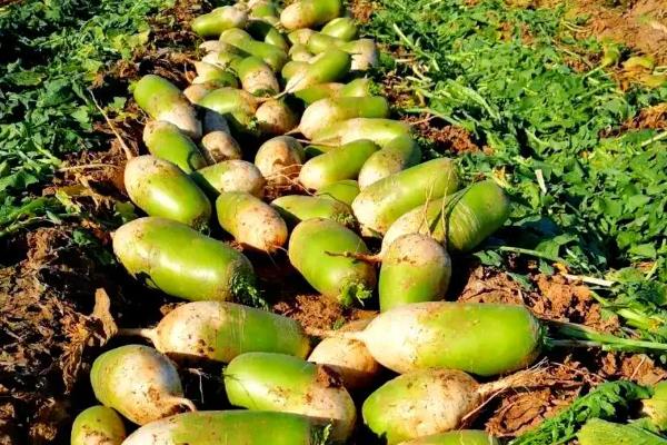土壤中有什么植物,有花生、土豆等